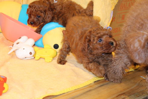 成約済の愛知県のトイプードル-48642の9枚目