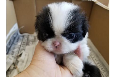 成約済の愛知県の狆 (チン)-49882の3枚目