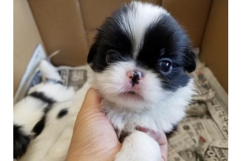 成約済の愛知県の狆 (チン)-49882の2枚目