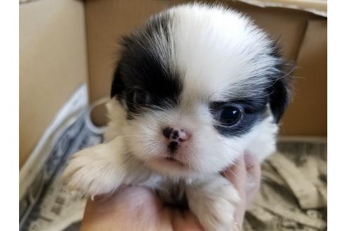 成約済の愛知県の狆 (チン)-49882の1枚目