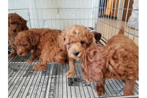 成約済の愛知県のトイプードル-49880の3枚目