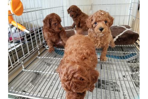 成約済の愛知県のトイプードル-49880の2枚目