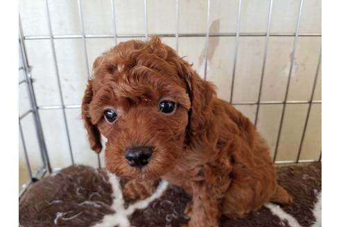 成約済の愛知県のトイプードル-49879の4枚目