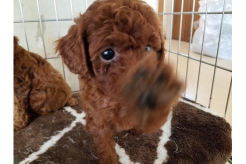 成約済の愛知県のトイプードル-49879の3枚目