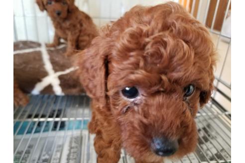 成約済の愛知県のトイプードル-49879の2枚目