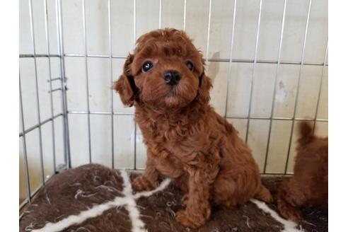 成約済の愛知県のトイプードル-49879の1枚目