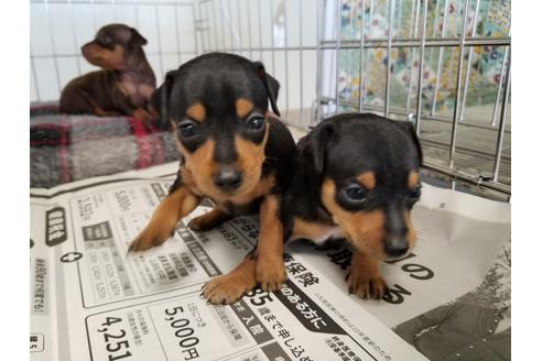 成約済の愛知県のミニチュアピンシャー(ミニピン)-49872の3枚目