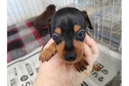 成約済の愛知県のミニチュアピンシャー(ミニピン)-49872の2枚目