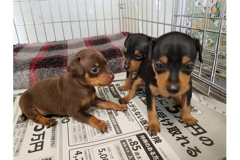 成約済の愛知県のミニチュアピンシャー(ミニピン)-49872の1枚目