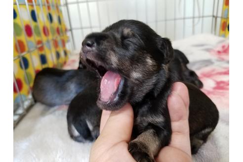 成約済の愛知県のミニチュアシュナウザー-50921の5枚目