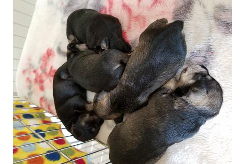 成約済の愛知県のミニチュアシュナウザー-50921の4枚目