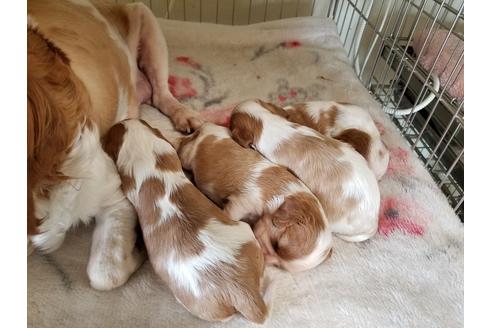 成約済の愛知県のキャバリアキングチャールズスパニエル-50923の4枚目