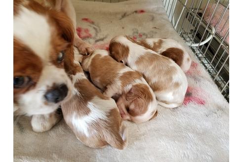 成約済の愛知県のキャバリアキングチャールズスパニエル-50924の5枚目