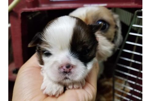 成約済の愛知県のシーズー-50926の4枚目