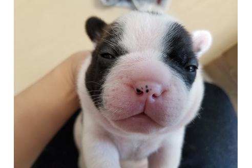 成約済の愛知県のフレンチブルドッグ-50928の4枚目