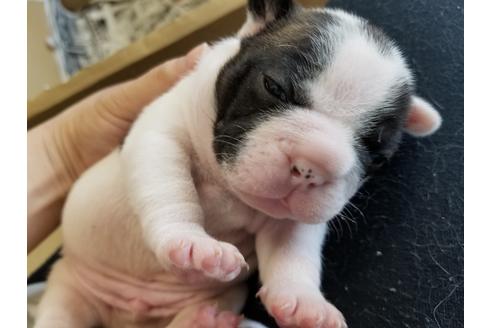 成約済の愛知県のフレンチブルドッグ-50928の3枚目