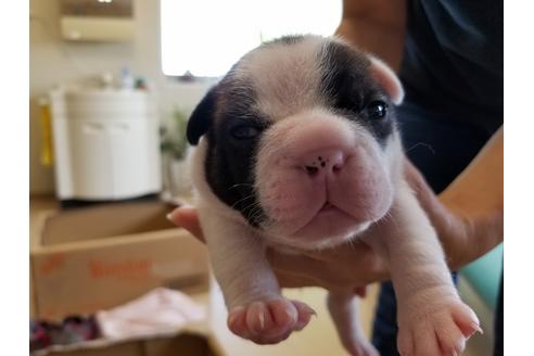 成約済の愛知県のフレンチブルドッグ-50928の2枚目