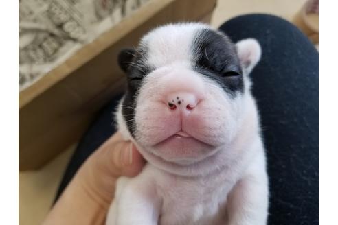 成約済の愛知県のフレンチブルドッグ-50928の1枚目