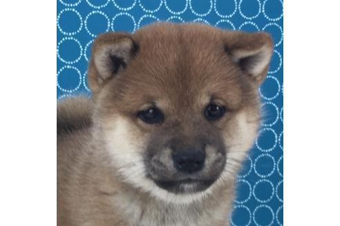 成約済の愛知県の柴犬-49885の5枚目