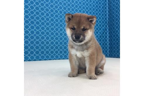 成約済の愛知県の柴犬-49885の2枚目