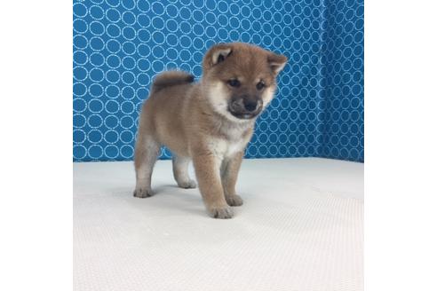 成約済の愛知県の柴犬-49885の4枚目
