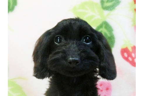 成約済の千葉県のミックス犬-50939の5枚目