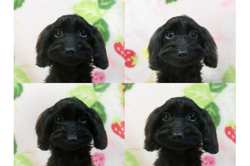 成約済の千葉県のミックス犬-50939の4枚目