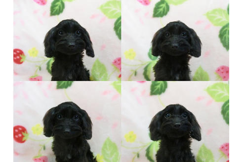 成約済の千葉県のミックス犬-50939の2枚目