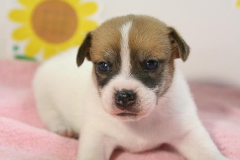 成約済の京都府のジャックラッセルテリア-50959の3枚目