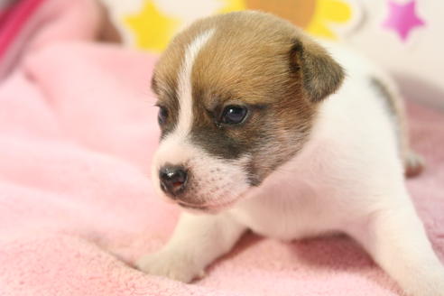 成約済の京都府のジャックラッセルテリア-50959の2枚目