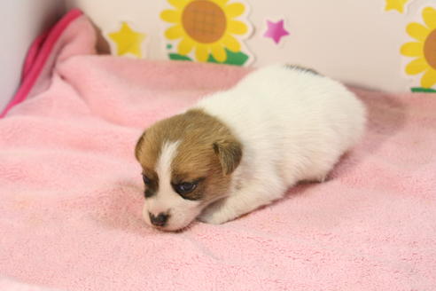 成約済の京都府のジャックラッセルテリア-50960の2枚目