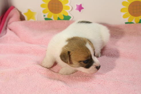 成約済の京都府のジャックラッセルテリア-50960の1枚目