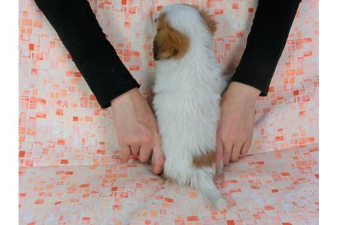 成約済の千葉県のパピヨン-49433の4枚目