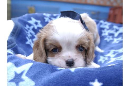 成約済の埼玉県のキャバリアキングチャールズスパニエル-50274の5枚目