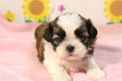 成約済の京都府のシーズー-51060の3枚目