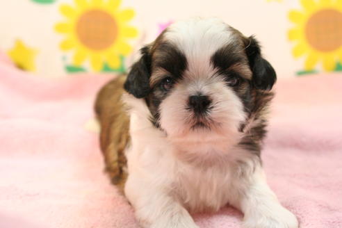 成約済の京都府のシーズー-51060の2枚目