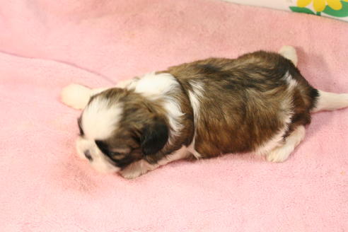 成約済の京都府のシーズー-51060の1枚目