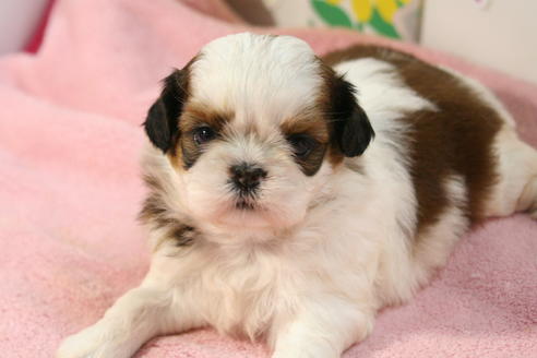 成約済の京都府のシーズー-51061の3枚目