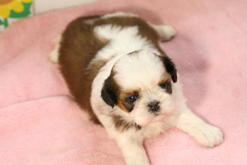 成約済の京都府のシーズー-51061の1枚目