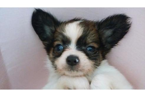 成約済の鹿児島県のミックス犬-51064の4枚目