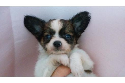 成約済の鹿児島県のミックス犬-51064の3枚目