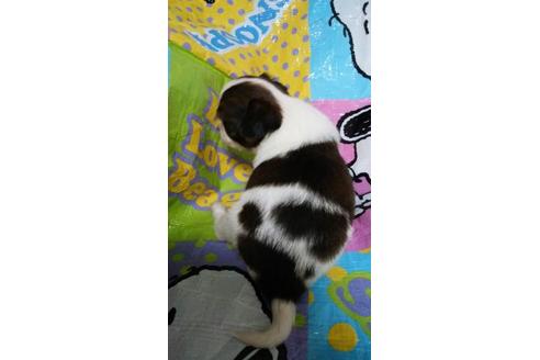 成約済の鹿児島県のミックス犬-51064の1枚目