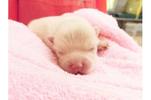 成約済の福岡県のポメラニアン-51138の1枚目