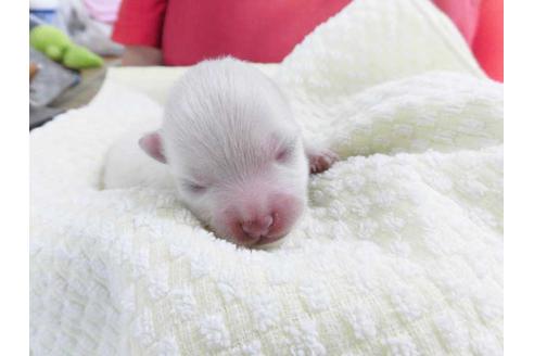 成約済の福岡県のポメラニアン-51139の1枚目