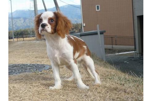 成約済の長野県のキャバリアキングチャールズスパニエル-45682の1枚目