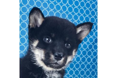 成約済の愛知県の柴犬-51143の5枚目