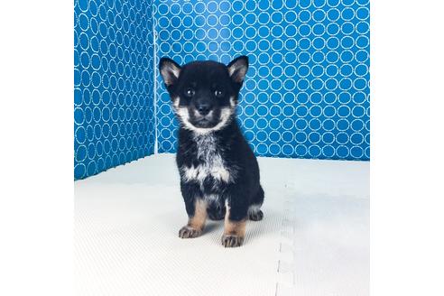 成約済の愛知県の柴犬-51143の2枚目