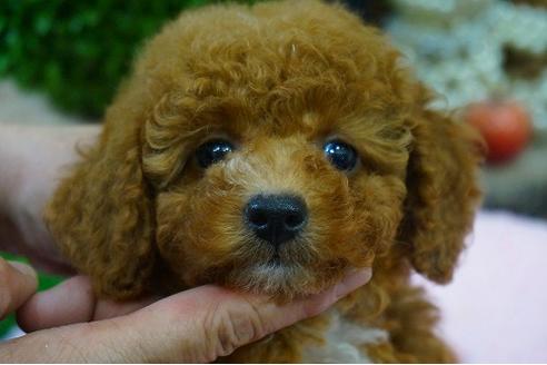 成約済の京都府のタイニープードル-49436の3枚目