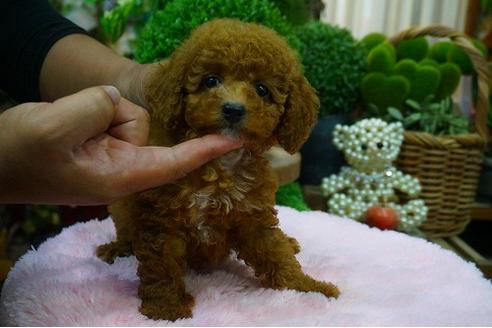 成約済の京都府のタイニープードル-49436の1枚目