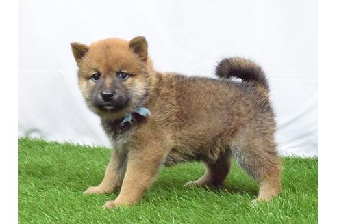 成約済の埼玉県の柴犬-51154の4枚目